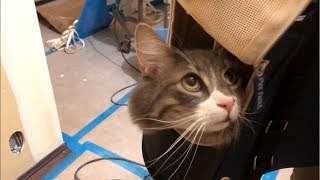 新居を確認する猫 ノルウェージャンフォレストキャット Cat confirming new house