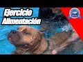 AMERICAN BULLY "Los grandes secretos"