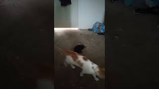 Move Cat Get Out The Way