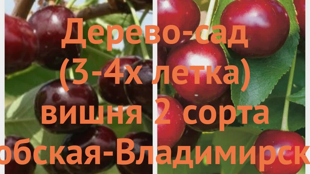 Вишня Любская. Вишня Владимирская описание. Вишня Любская фото взрослого дерева. Вишня плодовая Любская. Вишня любская описание фото отзывы опылители