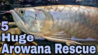 Trip to Kentucky to Rescue 5 Huge Arowanas and 2 Monster tiger shovelnose cats