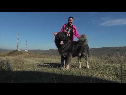 Video: De Ce Este Important Să Ridici Caca De Câine - Boli Zoonotice De La Caca De Animale De Companie