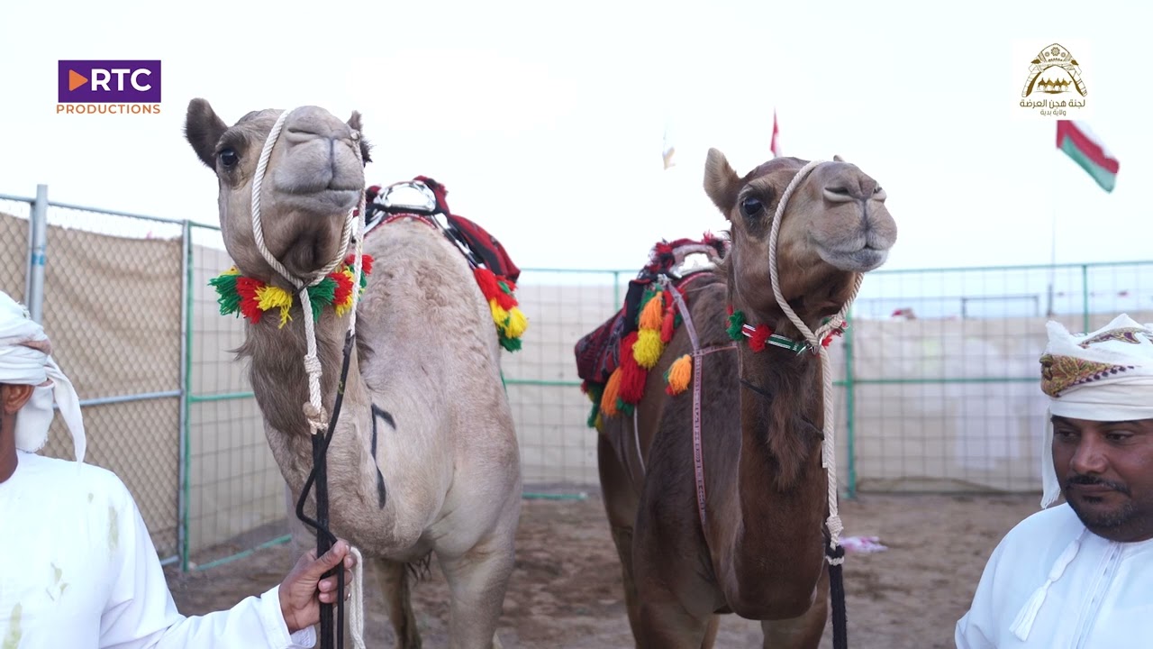 مهرجان بدية للعرضة و الزمط للموسم الثاني ٢٠٢٤