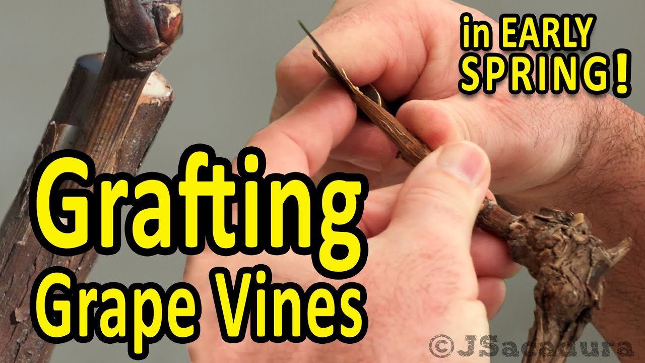 Grafting Grape Vines In Early Spring | Best Grafting Techniques For Grapes