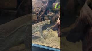 Aquatic Monitor Lizard Varanus Mertensi @doc.merten | Falcon Aquarium Services