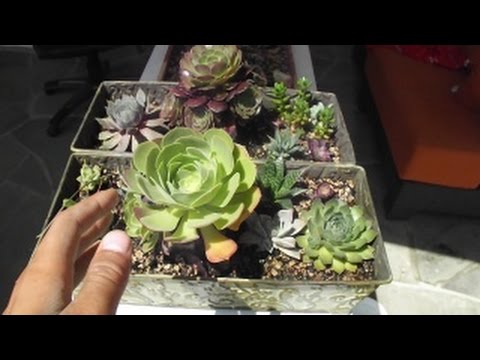 How To Grow Baby Cactus And Succulents From Leaves Works Every Time Youtube