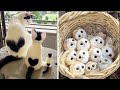 Cute baby animalss compilation  funny and cute moment of the animals 31  cutest animals