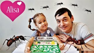 Алиса и МУРАВЬИНАЯ ФЕРМА муравьи заселились КАК УХАЖИВАТЬ Little baby Алиса Алиса и МУРАВЬИНАЯ ФЕРМА муравьи заселились КАК УХАЖИВАТЬ Little baby Алиса