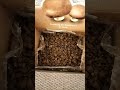 Mushroom Growing Day #1
