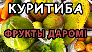 КУРИТИБА - ФРУКТЫ ДАРОМ! Цены в Куритибе и Бразилии, фрукты Бразилии, рынок, птицы Куритибы.