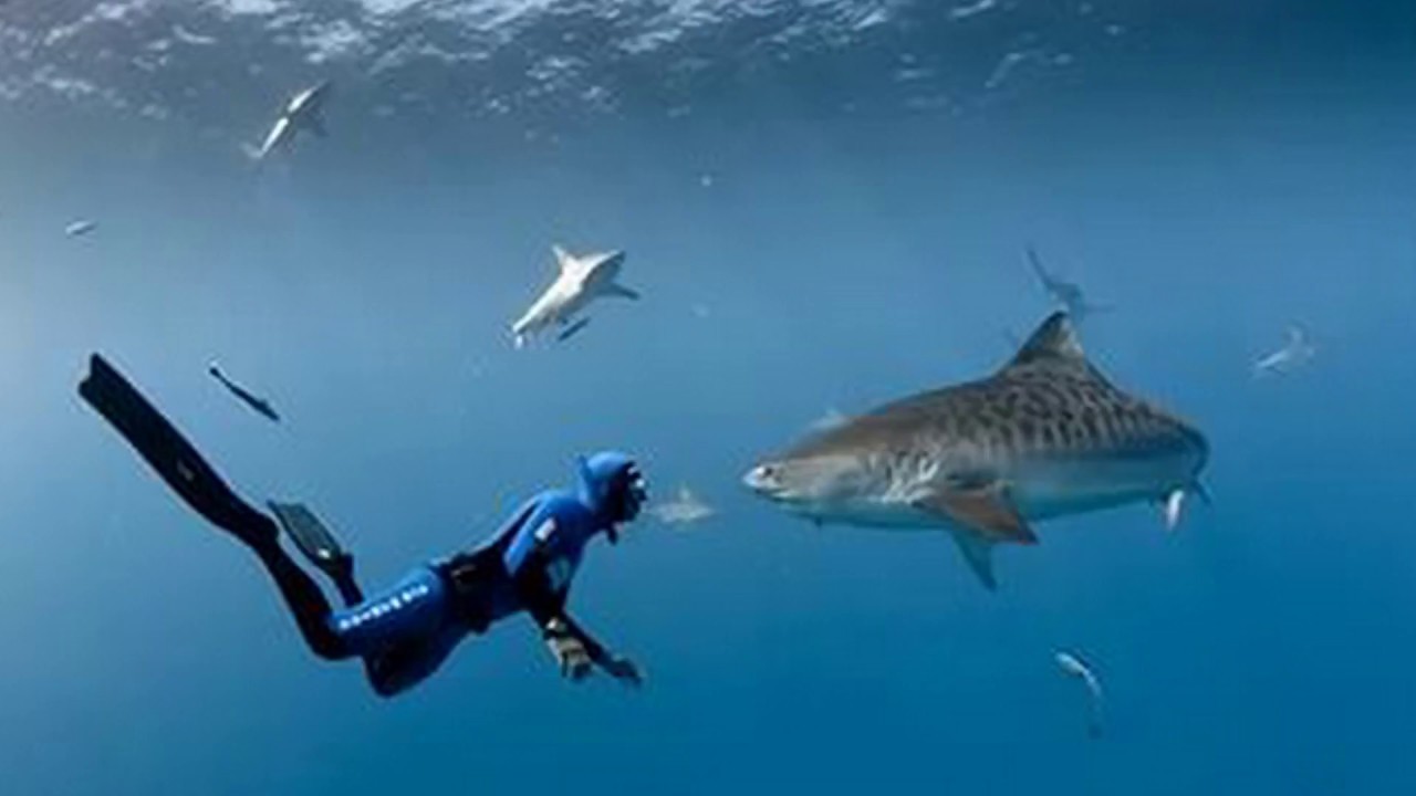 АКУЛА попросила ДАЙВЕРА вытащить НОЖ из головы!!! Новости природы ...