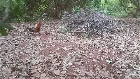 Bầy gà rừng 27/12/2022# bổi tơ cực sung