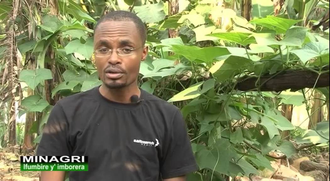 IFUMBIRE Y'IMBORERA Ubuhinzi mu Rwanda-Rwanda agriculture