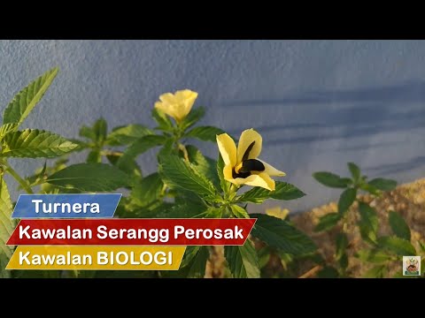 Video: Perosak Viburnum Biasa - Cara Menghilangkan Perosak Pada Tumbuhan Viburnum