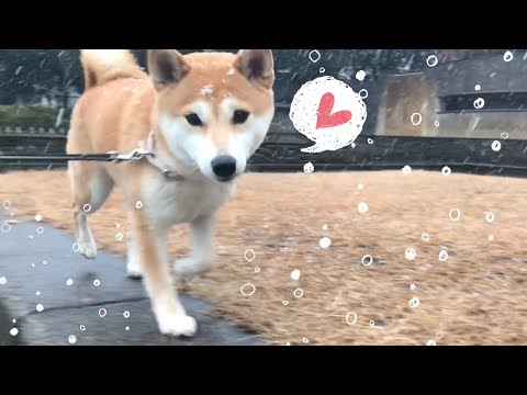 四月なのに鹿児島に雪が降った Snowed in April