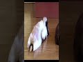 Deberás🥺 Twitch:NeferWindsor✨ #funny #viral #gaming #clashroyale #neferwindsor