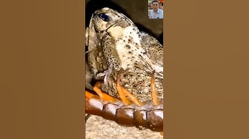 Rết ăn cóc và ốc sên #animals #dongvat #shortvideo #thegioidongvat #short #thugian