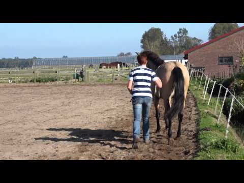 Duquesa langeteugelles Piet Bakker 10 oktober 2015