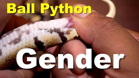 How To Find The Gender Of Your Ball Python !!