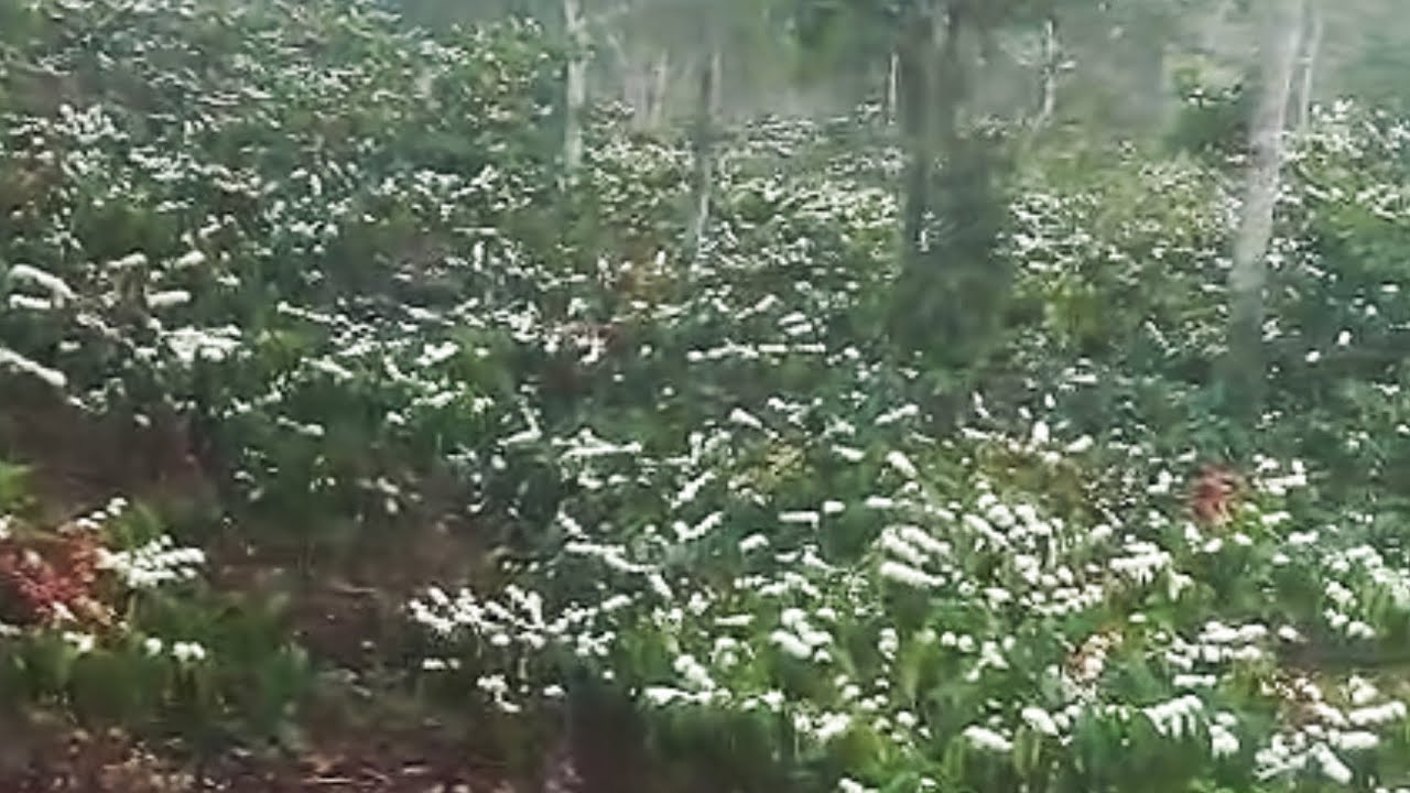 Mengatasi Kemarau Basah