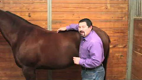 Therapeutic Acupuncture Demonstration by Mark DePaolo, DVM