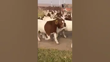 الماعز البور وجماله 
