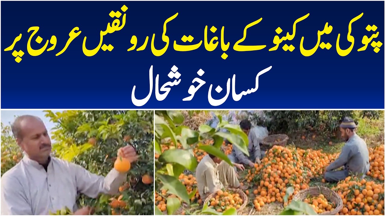 Pattoki Pattoki Orange Orchards Flourish | Farmers Eye Profits from Citrus ...