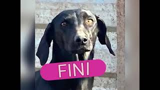 Mentor4Dogs-Fini Per 7.2.26