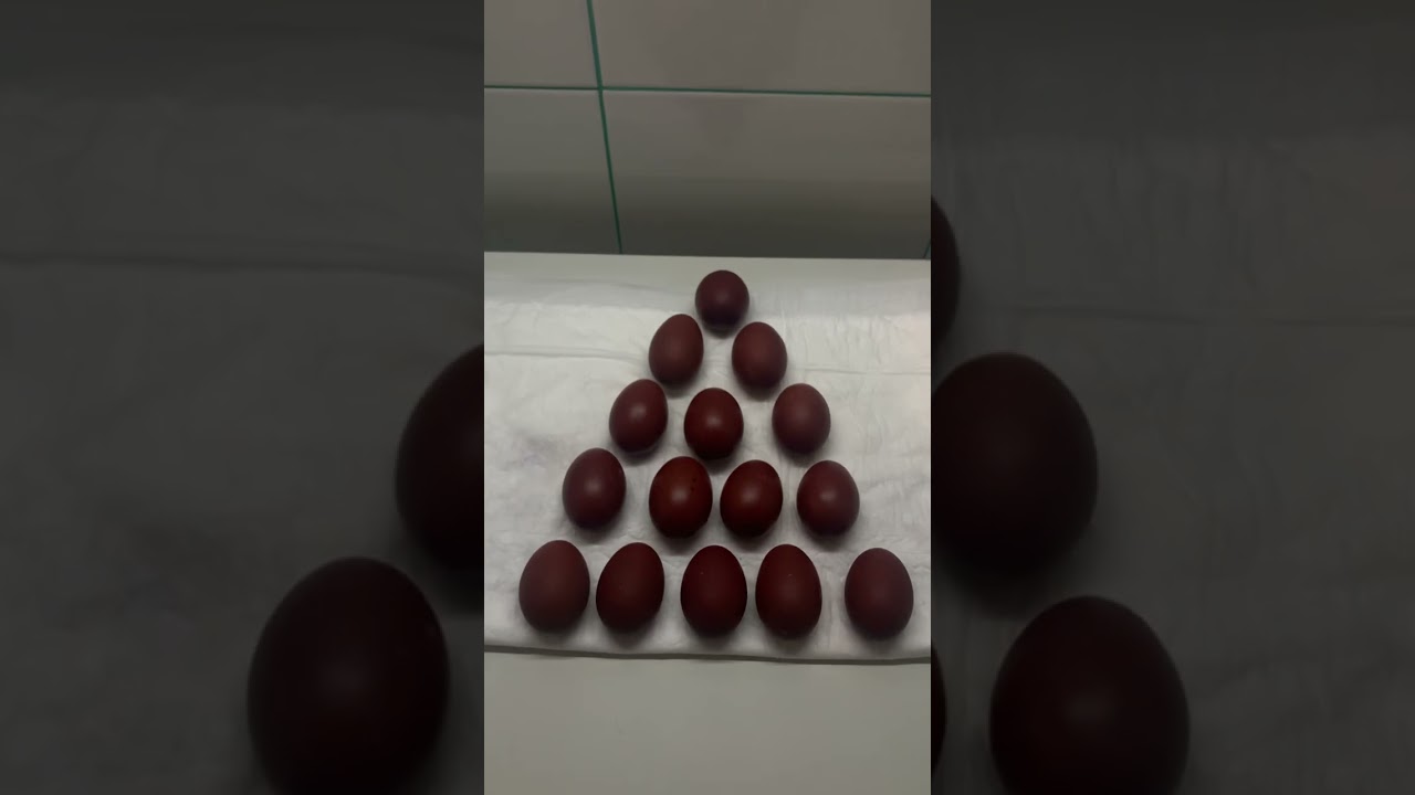 Сбор инкубационного яйца Марана ЧМ 10 марта 23 г.