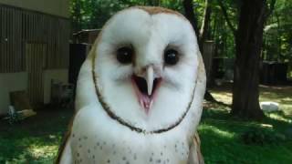 Barn Owl Or Feather Banshee?