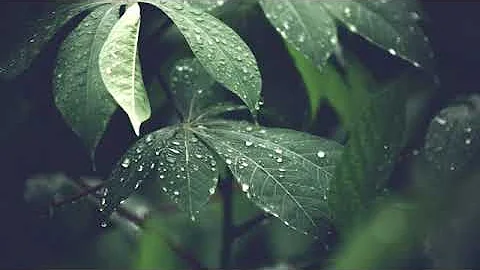 5 MINUTES OF RAIN SOUND Sound of Rain with Flute