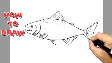 How to Draw Trout || fish trout