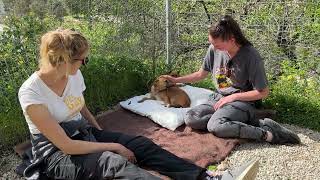 The Rescued New Mother And Her Puppy Are So Happy Now  Takis Shelter