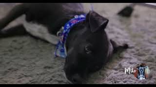 Milo Puppy 30 Milo Wags His Tail If You Call Him A Good Boy