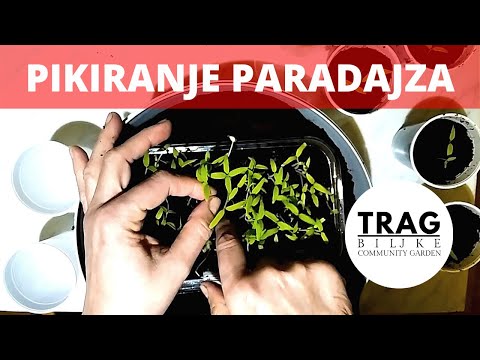 ZAŠTO I KAKO PIKIRATI PARADAJZ? (2021) - [TRAG BILJKE]