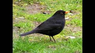 Kosi ( Blackbirds )