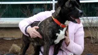 Cocoree-Available At The Humane Society Of Missouri