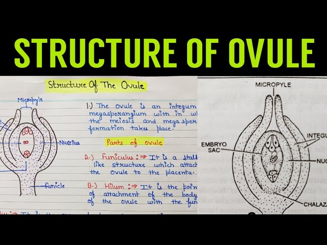 structure of ovule | structure of ovule class 12 Biology| Ovule class=
