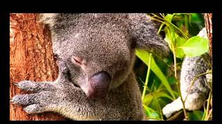 vme promo canal planeta feroz