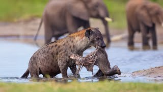 Hyenas Outsmarting Elephants: The Unstoppable Force