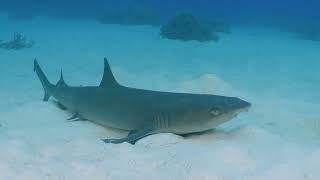Serenity Beneath the Waves