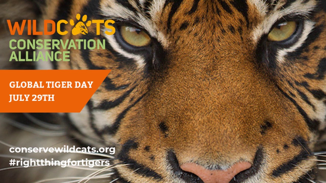 WildCats Global Tiger Day
