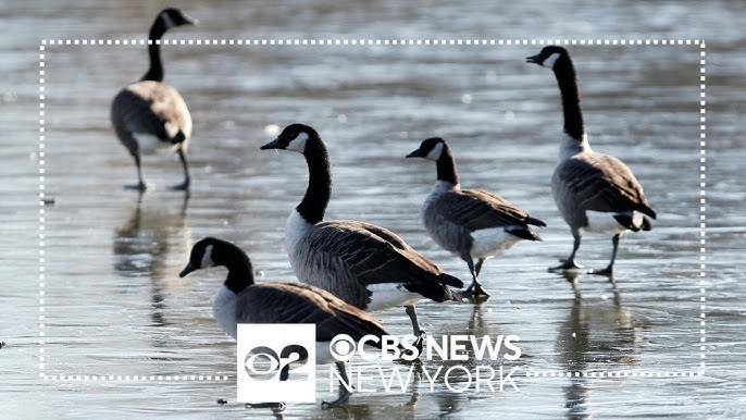 Bird Flu Detected In Some Birds In Nyc Health Officials Say