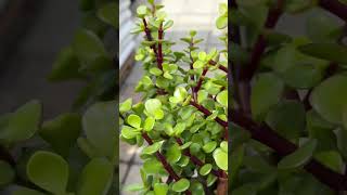 Elephants Love To Eat This Cork Bark Portulacaria Afra