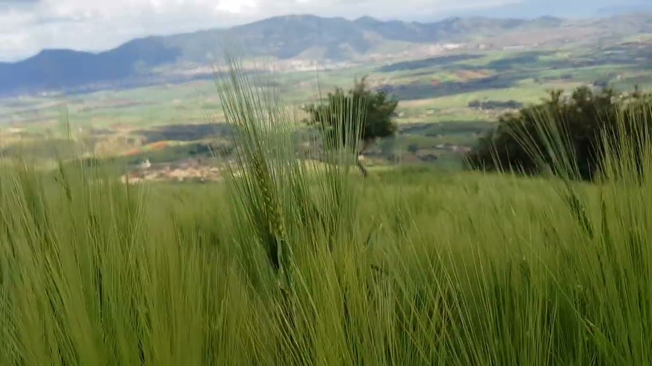 انصحني يا استاذ واش ندير في الوقت لبقالي