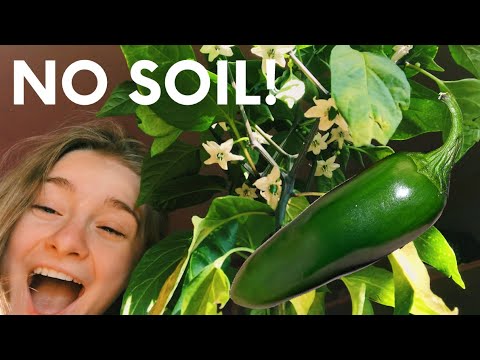 Video: Clatite Jalapeno