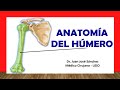  anatoma del hmero fcil rpida y sencilla