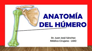 🥇 Anatomía del HÚMERO. ¡Fácil, Rápida y Sencilla!