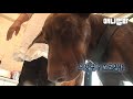 잠이 쏟아져도 주인 곁에 서서 자는 도베르만.. 아무도 생각지 못한 이유ㅣDog Sleeps Standing Up 'Cause He Loves His Owner So Much