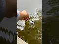 Crapipi #fishing #crappiefishing #funny #feed #shorts